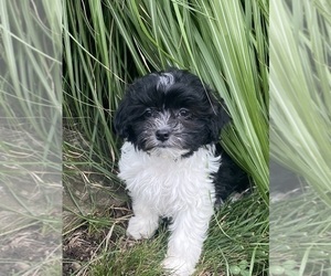 Havanese Puppy for sale in CANOGA, NY, USA