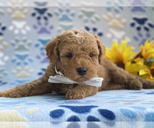 Goldendoodle (Miniature) Puppy for sale in LANCASTER, PA, USA