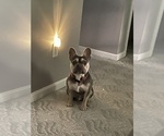 Small Photo #5 French Bulldog Puppy For Sale in WEST WARWICK, RI, USA