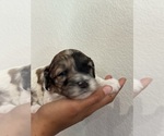 Small #5 Bernedoodle (Miniature)