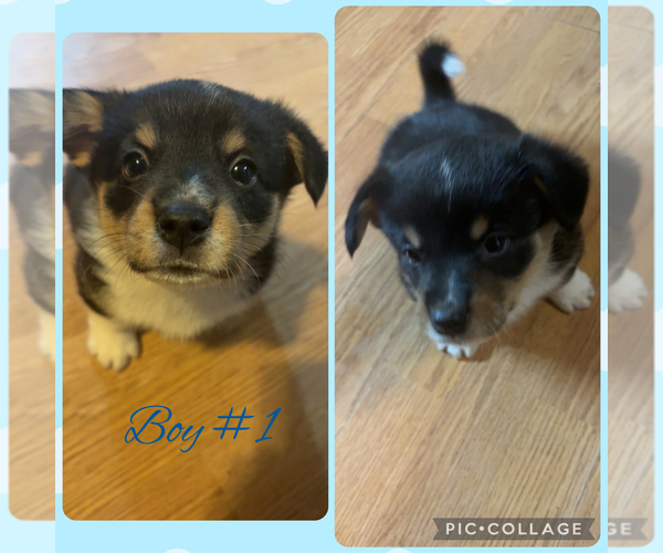 Medium Photo #4 Pembroke Welsh Corgi Puppy For Sale in GRAFTON, OH, USA