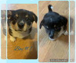 Small #3 Pembroke Welsh Corgi