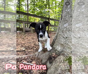 Jack Russell Terrier-Labrador Retriever Mix Dogs for adoption in Virginia Beach, VA, USA
