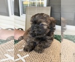Small #1 Shih Tzu