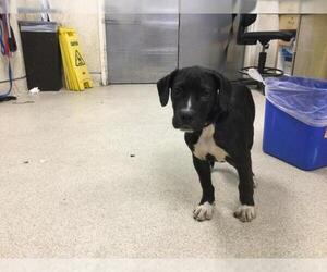 Mutt Dogs for adoption in Riverside, CA, USA