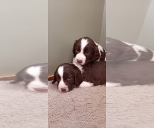 English Springer Spaniel Puppy for sale in LEWISBERRY, PA, USA