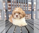 Small #4 Shih Tzu