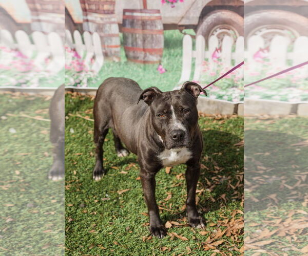 Medium Photo #3 American Staffordshire Terrier Puppy For Sale in Mooresville, NC, USA