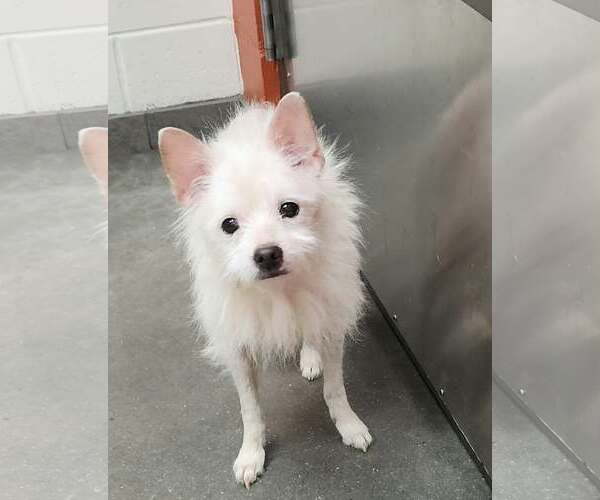 Medium Photo #5 Chihuahua-Unknown Mix Puppy For Sale in Tampa, FL, USA