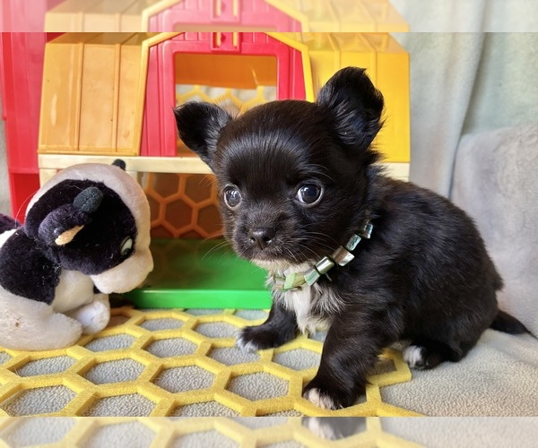 Medium Photo #1 Chihuahua Puppy For Sale in NEWVILLE, PA, USA