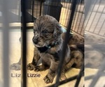 Small Photo #8 Australian Retriever Puppy For Sale in NEWCOMERSTOWN, OH, USA