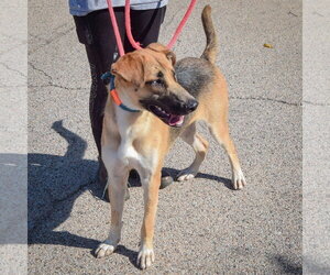 Colt - Male Shepradors Dog for Adoption - Photo #4