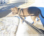 Small #14 American Staffordshire Terrier