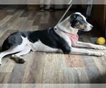 Small #1 Australian Shepherd-Catahoula Leopard Dog Mix