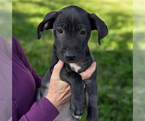 Medium Photo #9 Border Collie-Unknown Mix Puppy For Sale in San Diego, CA, USA