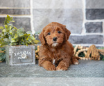 Puppy Bella Goldendoodle (Miniature)