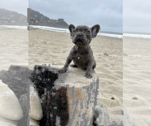 French Bulldog Puppy for sale in HAYWARD, CA, USA
