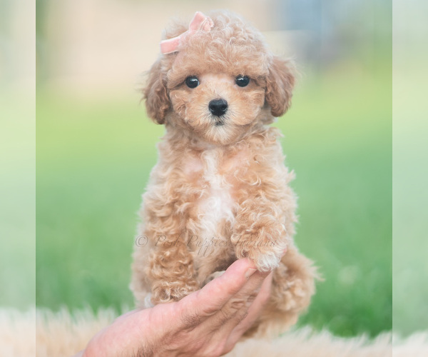 Medium Photo #6 Poodle (Toy) Puppy For Sale in WARSAW, IN, USA