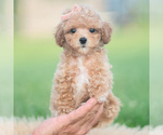 Small #5 Poodle (Toy)