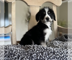 Miniature Bernedoodle Puppy for sale in CONVERSE, IN, USA