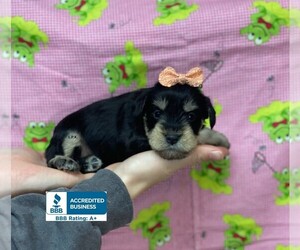 Schnauzer (Miniature) Puppy for sale in WINNSBORO, LA, USA