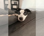 Small #1 Australian Shepherd-Catahoula Leopard Dog Mix
