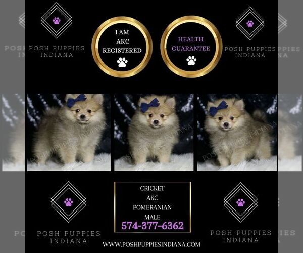 Medium Photo #2 Pomeranian Puppy For Sale in WARSAW, IN, USA