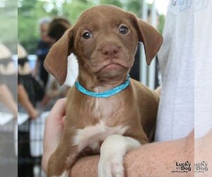 Labrador Retriever-Unknown Mix Dogs for adoption in Washington, DC, USA