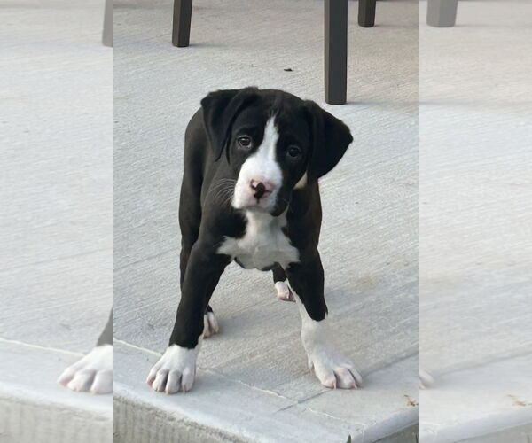 Medium Photo #3 Boxer-Unknown Mix Puppy For Sale in The Woodlands, TX, USA