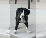 Small #2 Boxer Mix
