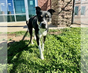 Labrador Retriever-Unknown Mix Dogs for adoption in Pueblo, CO, USA