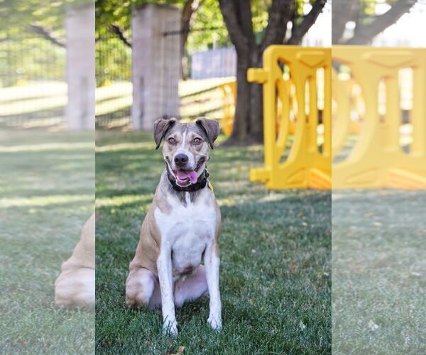 Medium Photo #1 Mutt Puppy For Sale in Sandy, UT, USA