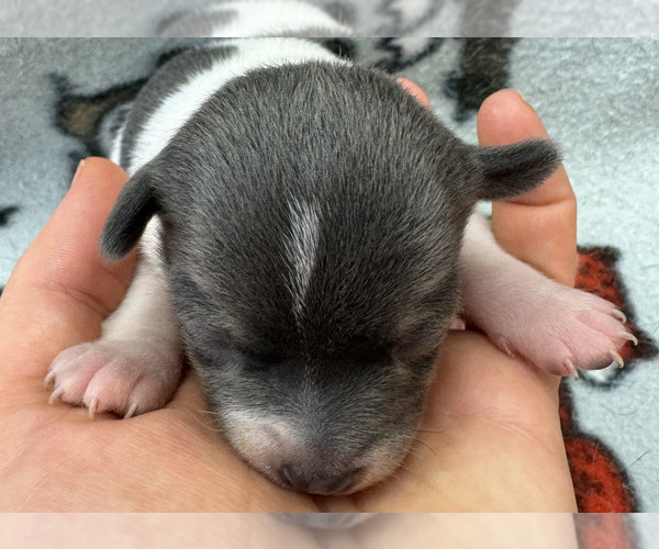 Medium Photo #2 Rat Terrier Puppy For Sale in WHITAKERS, NC, USA