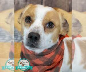 Jackshund Dogs for adoption in Kennesaw, GA, USA