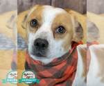 Amos - Male Jackshund Dog for Adoption - Small photo