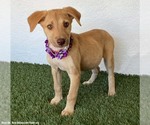 Small Photo #2 Labrador Retriever-Unknown Mix Puppy For Sale in San Diego, CA, USA