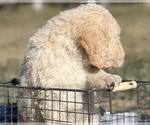 Small #5 Goldendoodle