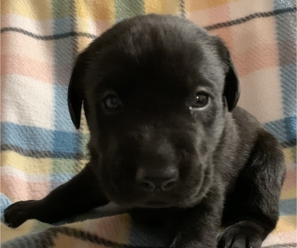Full screen Photo #12 Labrador Retriever Puppy For Sale in SPOTSYLVANIA, VA, USA