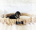 Small #2 Dachshund