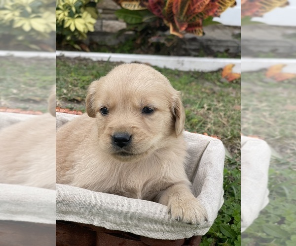 Medium Photo #8 Golden Retriever Puppy For Sale in TAMPA, FL, USA
