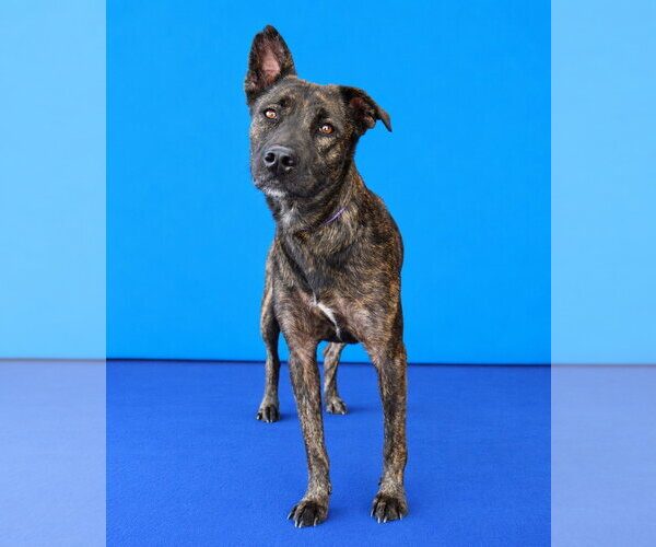 Medium Photo #2 Holland Shepherd Puppy For Sale in Pasadena, CA, USA