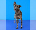 Small Photo #2 Holland Shepherd Puppy For Sale in Pasadena, CA, USA