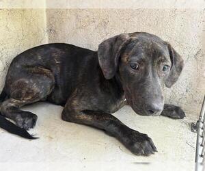 Mutt Dogs for adoption in Oklahoma City, OK, USA