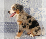 Small #12 Miniature Australian Shepherd