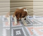Small Photo #2 Cavalier King Charles Spaniel Puppy For Sale in DUNNVILLE, KY, USA