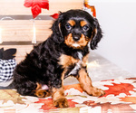 Small #6 Cavalier King Charles Spaniel