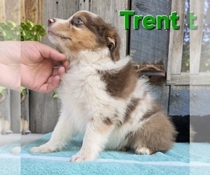 Miniature Australian Shepherd Puppy for sale in FREMONT, MI, USA