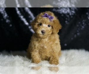 Maltipoo Puppy for sale in WARSAW, IN, USA