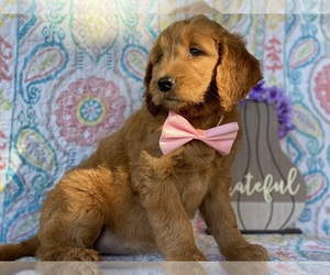 Goldendoodle Puppy for sale in LANCASTER, PA, USA