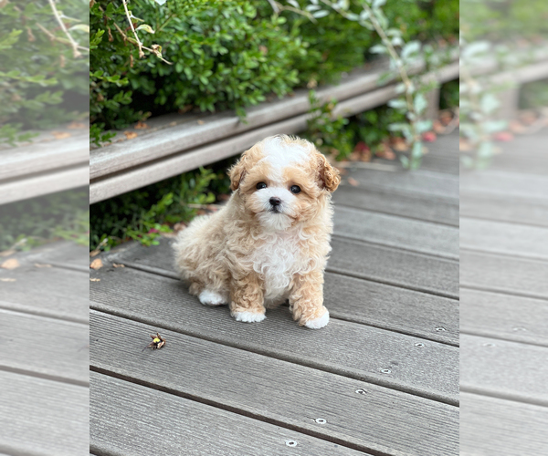 Medium Photo #3 Maltipoo Puppy For Sale in BURKE, VA, USA